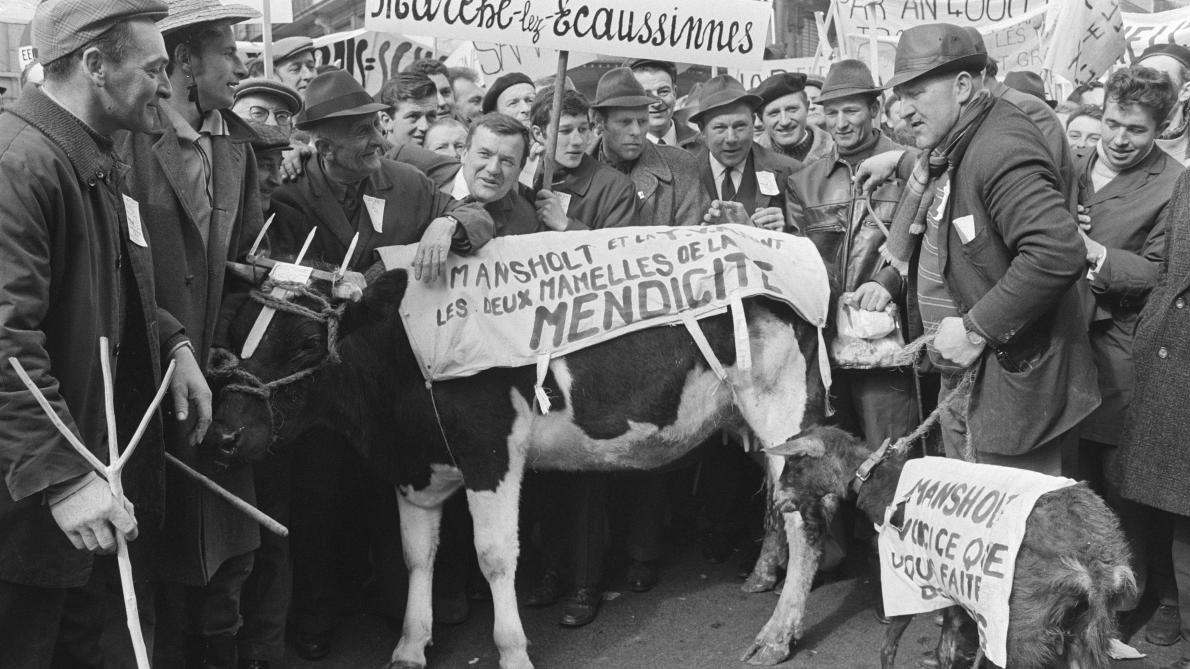 « Mansholt et la T.V.A. sont les deux mamelles de la mendicité », peut-on lire  sur cette vache qui, elle aussi, participait à la manifestation bruxelloise.