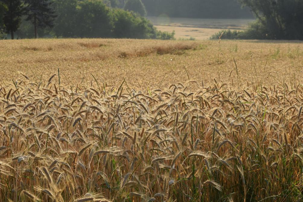 La plupart des ministres européens de l’Agricuture jugent nécessaire d’établir une définition commune de la protection biologique de manière à encourager leur usage par les agriculteurs.