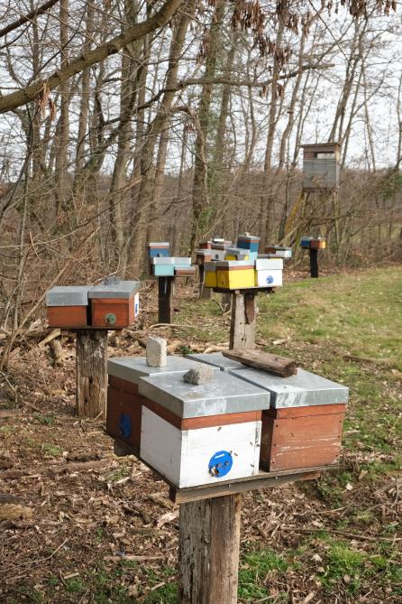 Ces ruchettes sont exclusivement dédiées la production et à l’élevage de reine.