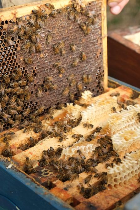 Jef dispose de pas moins de 800 ruches, ce qui lui demande un très important travail.