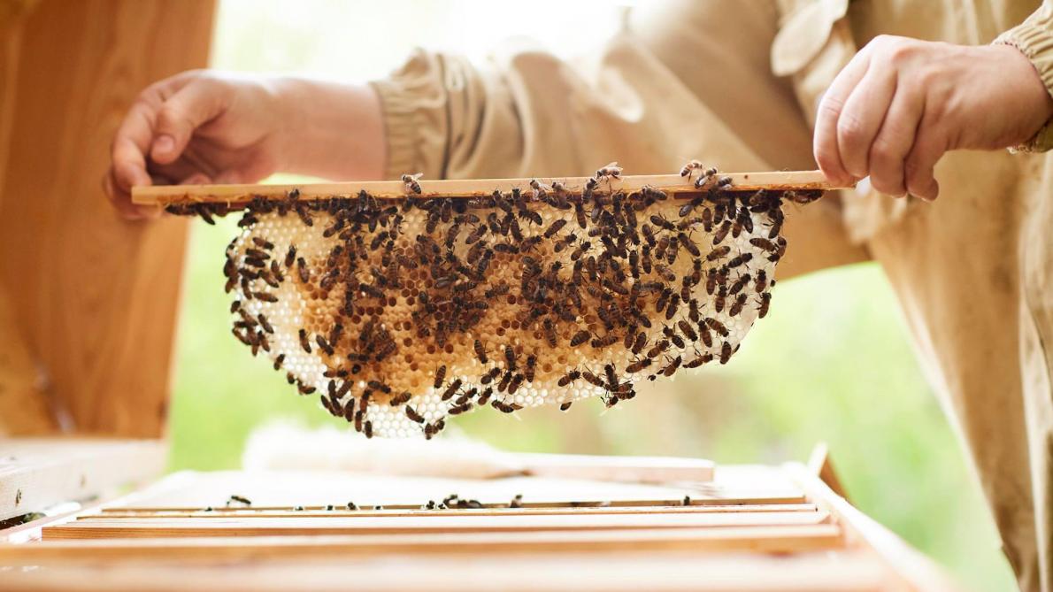 Dans la nature, le véritable cadeau des abeilles est la cire qu’elles produisent.