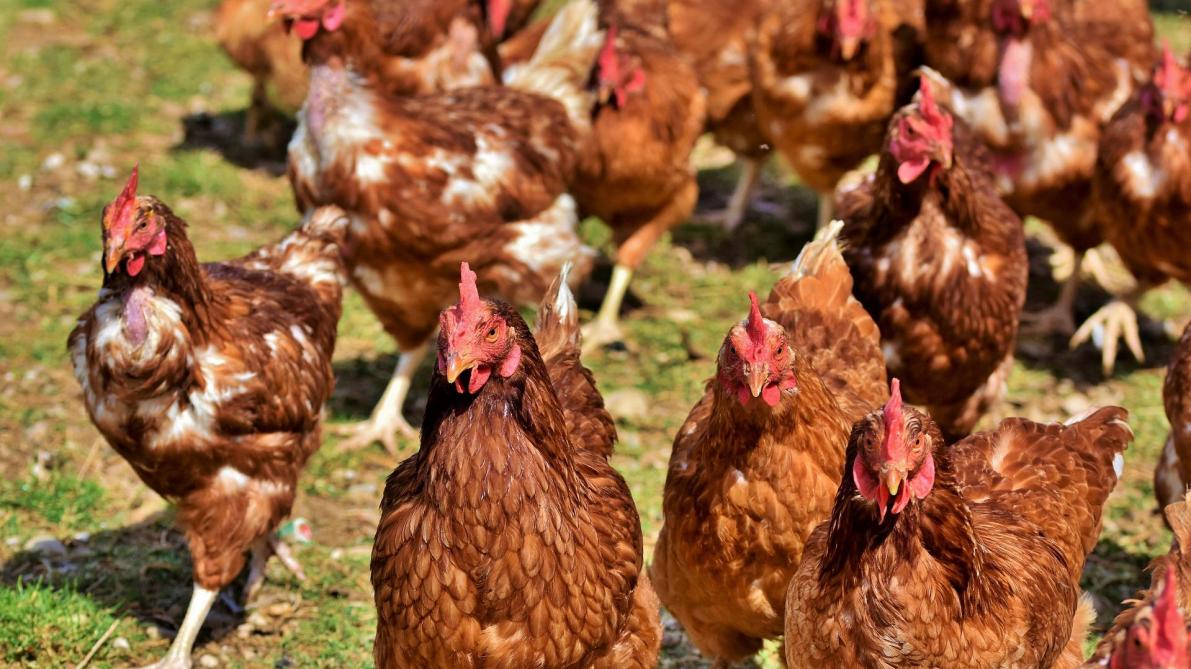 Grippe aviaire H5: levée du confinement obligatoire chez les particuliers