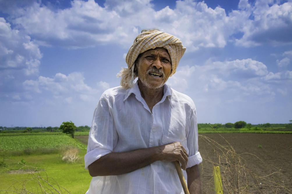 Une récolte record est attendue pour cette année en Inde, selon le dernier rapport de la Fao.