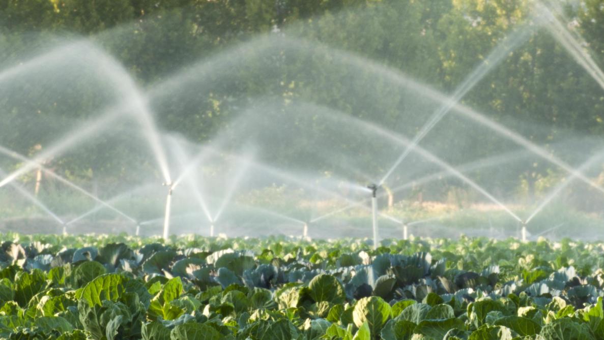L'eau de surface peut être utilisée pour l'irrigation de parcelles autres que des parcelles de pommes de terre, de tomates ou d'aubergines, à certaines conditions.