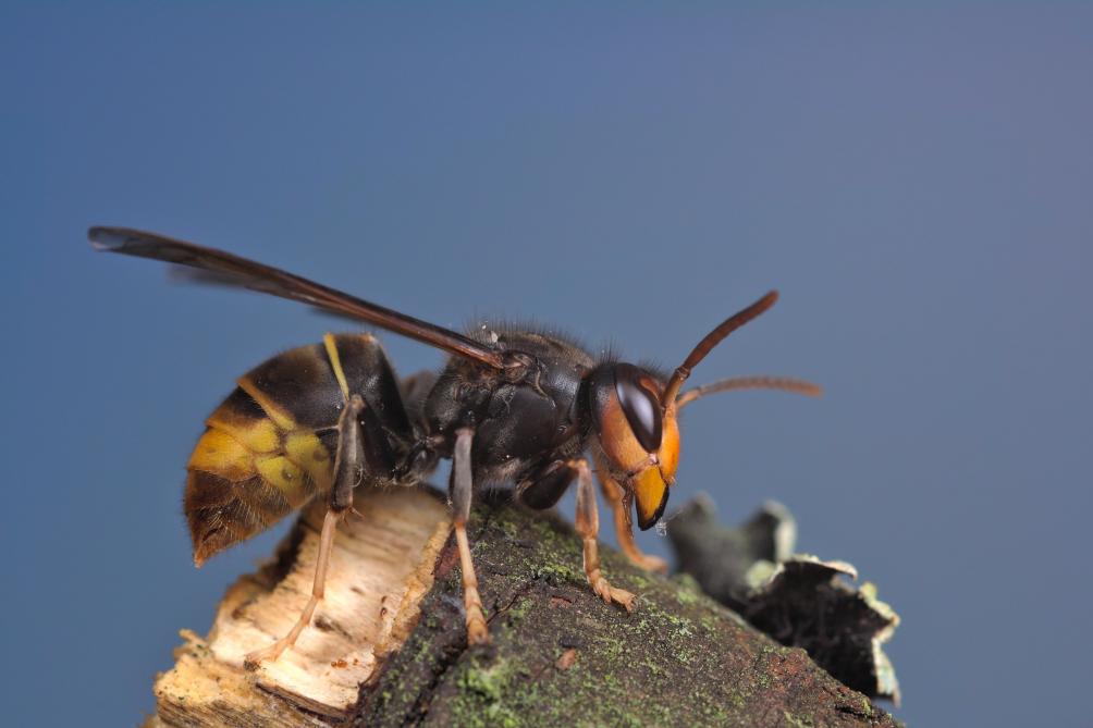 Le frelon asiatique est un insecte invasif de la famille des guêpes, originaire d'Extrême-Orient. Introduit accidentellement en France en 2004, ce redoutable prédateur d’abeilles gagne du terrain à travers l’Europe. En Wallonie, les premiers cas d'attaque de ruches ont été signalés dès 2017.