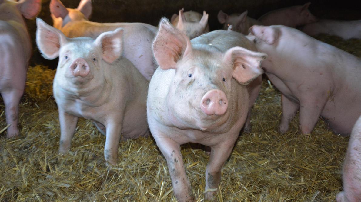 La mesure est destinée à aider le secteur porcin,  qui n’a pas été épargné par les crises successives, à se relancer.