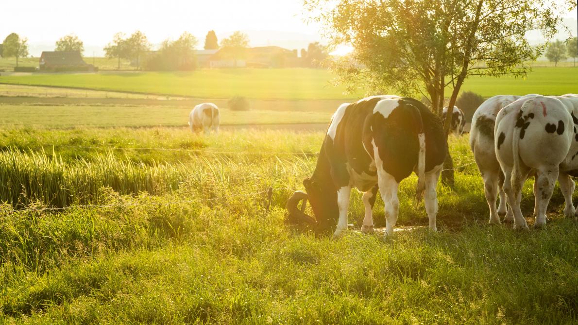 L'année 2020 a été moins bonne pour le secteur agricole. Il n’y a eu une augmentation  du bénéfice semi-brut que pour l'élevage des bovins viandeux.