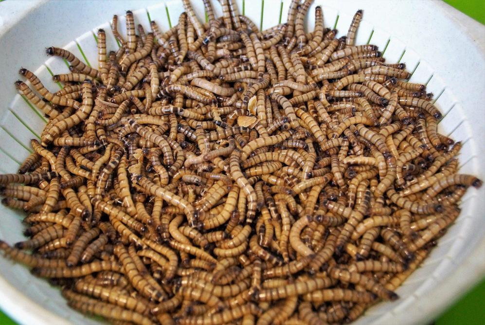 L’Europe autorise pour la première fois un insecte comme aliment