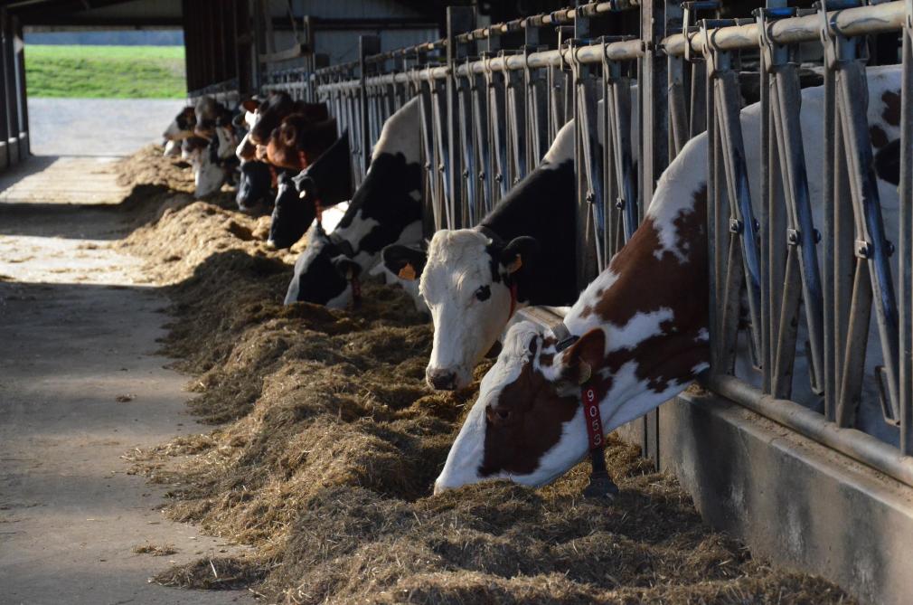 Les pertes de statuts sont liées à l’achat de vaches laitières en lactation introduites  directement dans le troupeau, ce qui est très risqué.