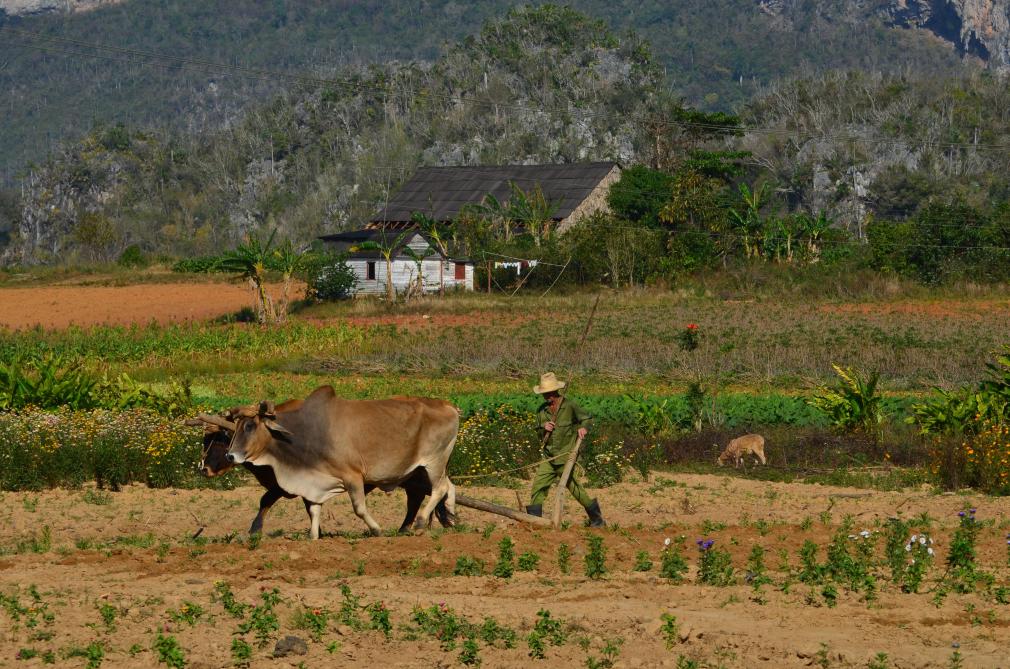 Dans de nombreuses régions du monde, comme ici dans l’ouest de Cuba, les paysans travaillent dans des conditions et avec des moyens
