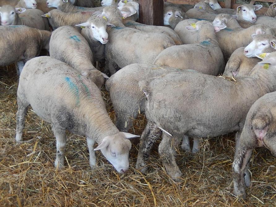 En France, l'élevage ovin reste important, tant pour la production que pour l'entretien des paysages