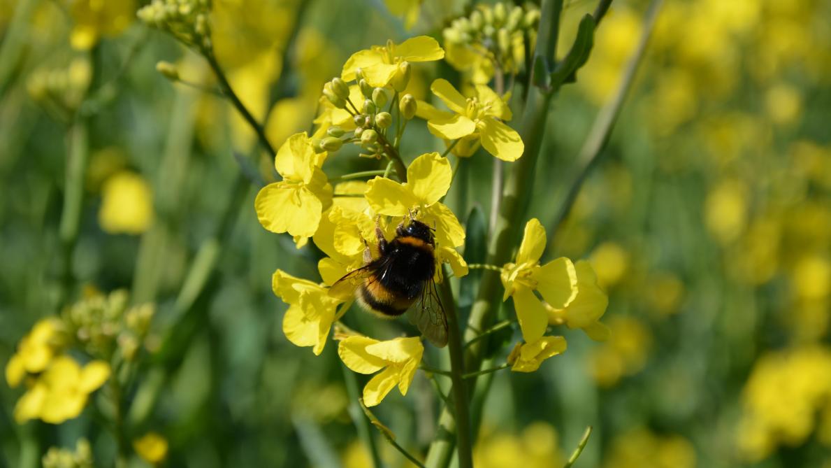 Les eurodéputés demandent notamment une révision urgente de la stratégie européenne  sur les pollinisateurs, avec des objectifs et des indicateurs clairs, afin de mettre  un terme au déclin de ces insectes.