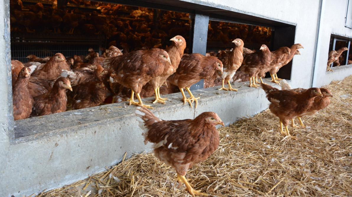 Un foyer de grippe aviaire hautement pathogène confirmé chez un détenteur particulier à Le Roeulx