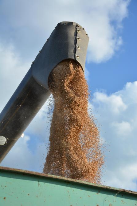 Pour les variétés de blé panifiables, l’humidité et le poids à l’hl  doivent être déterminées avant la récolte en accord bilatéral.
