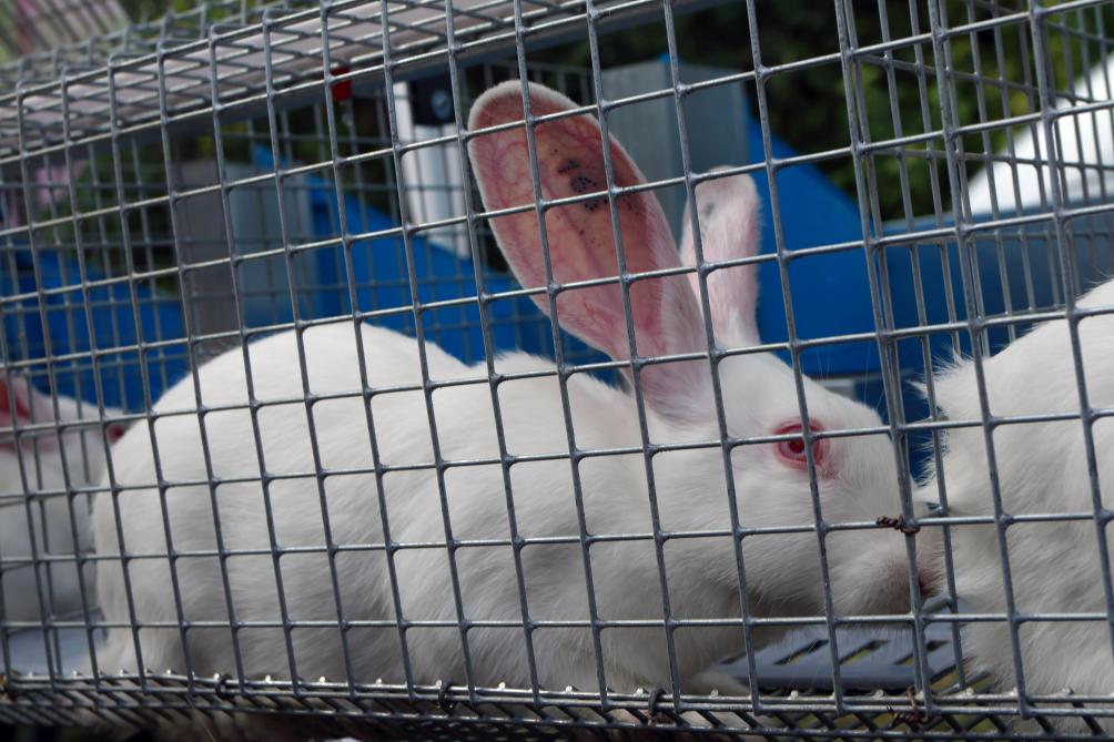 Bien-être animal: le Parlement européen soutient l’interdiction progressive des cages