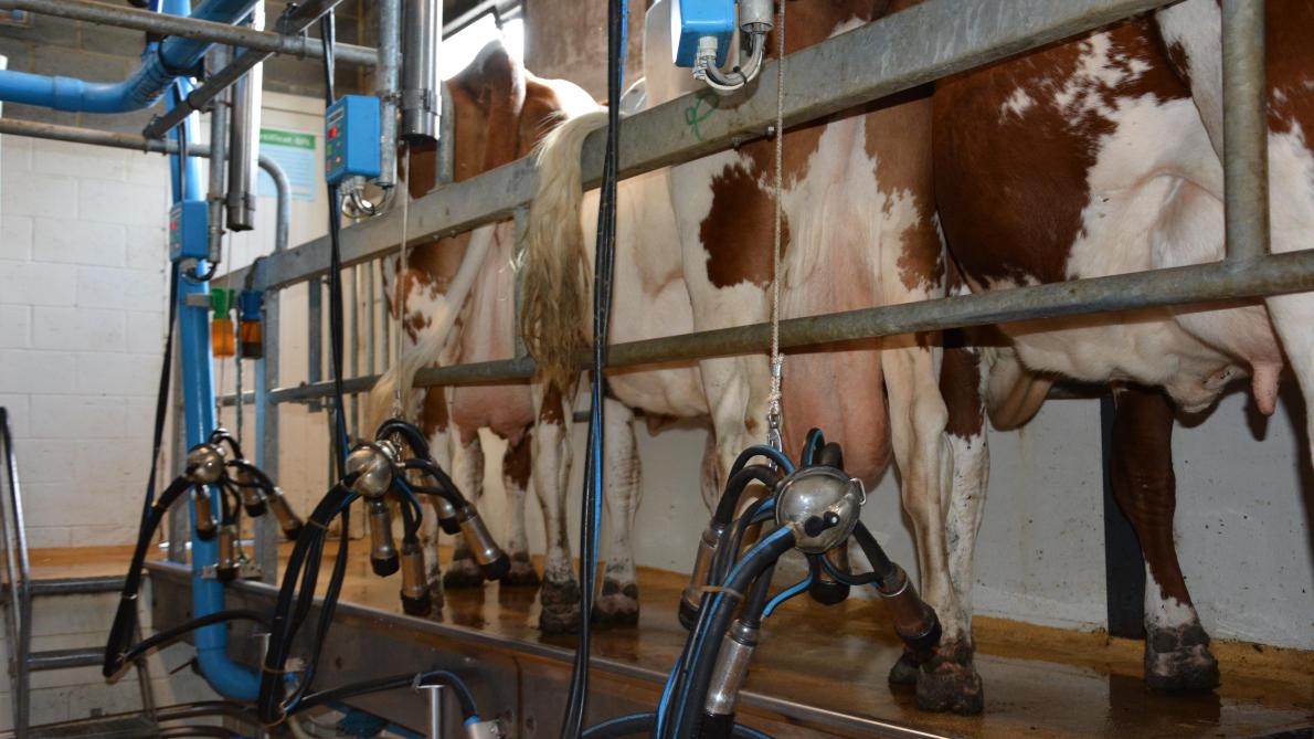 Dans les salles de traite européennes, l’humeur n’est pas au beau fixe  avec des coûts de production évalués, en moyenne, à 45,35 ct/kg  pour un prix du lait payé aux producteurs estimé à 34,52 ct/kg.