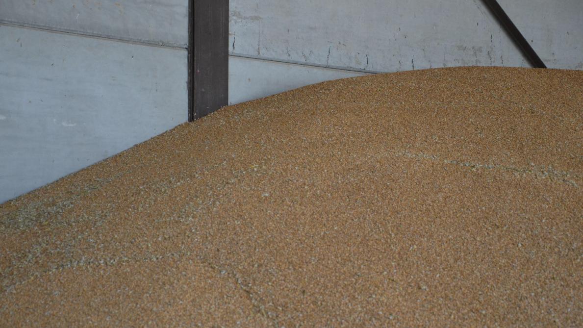 Risque de contamination croisée lors du stockage de céréales dans un hangar à pommes de terre