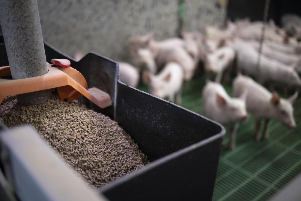 La production belge d’aliments pour animaux a augmenté de + 5,7% en 2020 par rapport à 2019.