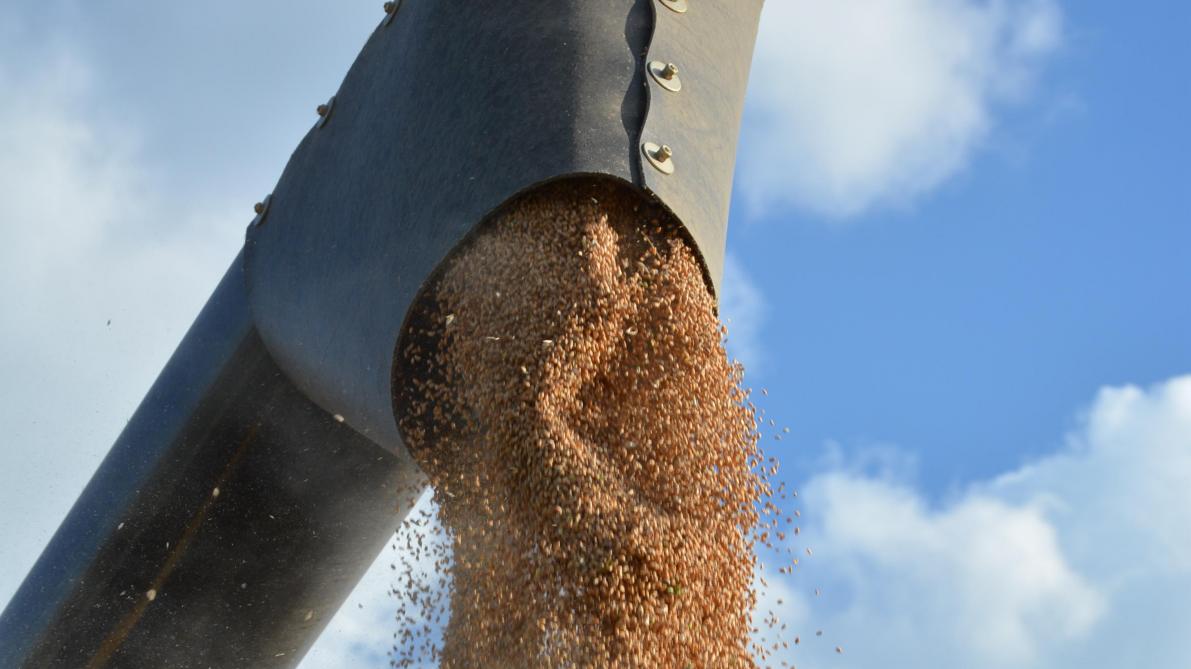 La production mondiale de blé en 2021 a, elle, été abaissée de 1mt et s’établit maintenant à 784,7mt.