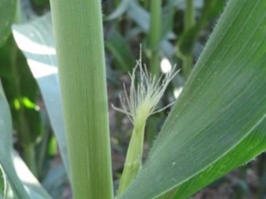 Maïs fourrage (1/6): prévoir la récolte 2021 dès les floraisons