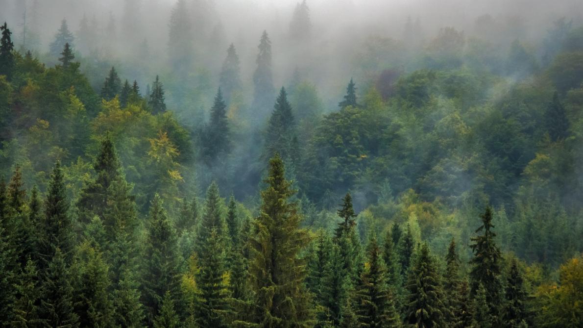 La Stratégie pour les forêts à l’horizon 2030 est vivement critiquée pour son caractère prescriptif.