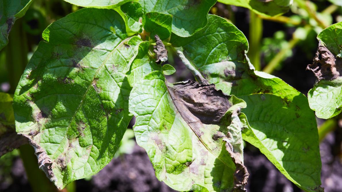 Pomme de terre:retard de croissance et lutte accrue contre le mildiou