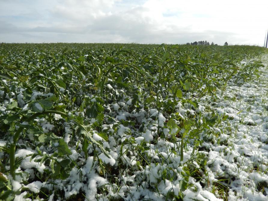 Effets du gel tardif et de la neige sur la culture de colza d