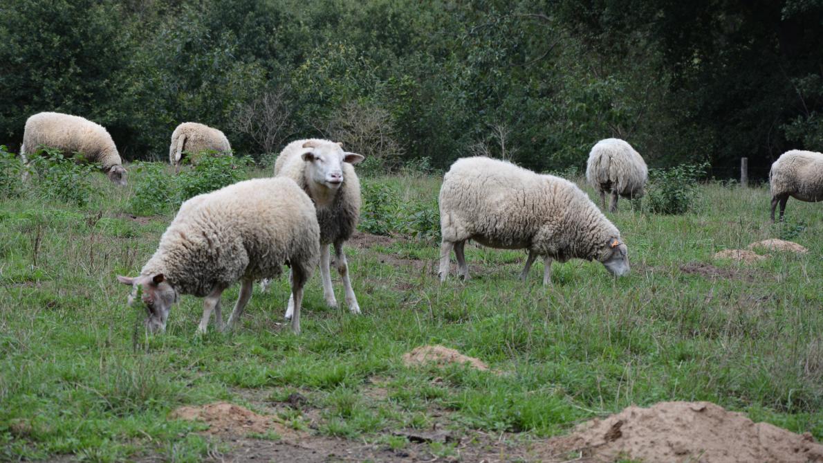 Une trentaine de moutons victimes d’attaques de loup en région jalhaytoise