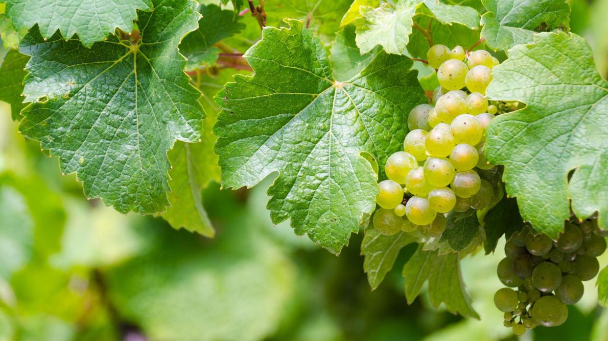 France: le vignoble bordelais s’attend à une récolte petite mais de qualité