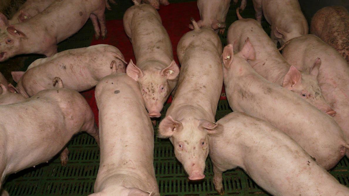 Les achats de porcs par la Chine sont passés de 3,3 milliards € en 2019  à 5,7 milliards € en 2020.