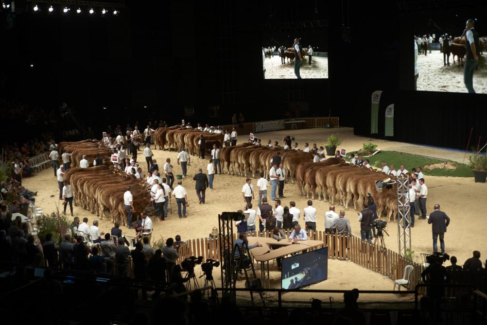 750 bovins viande en concours et présentation dans la salle du Zénith. L'élite de la génétique viande française !