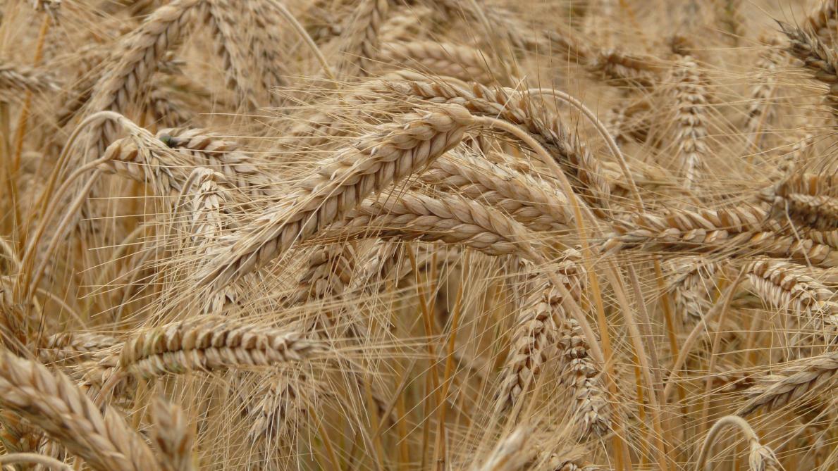 La production de blé a été revue à la baisse et passe de 145,8 Mio t à 143 Mio t.
