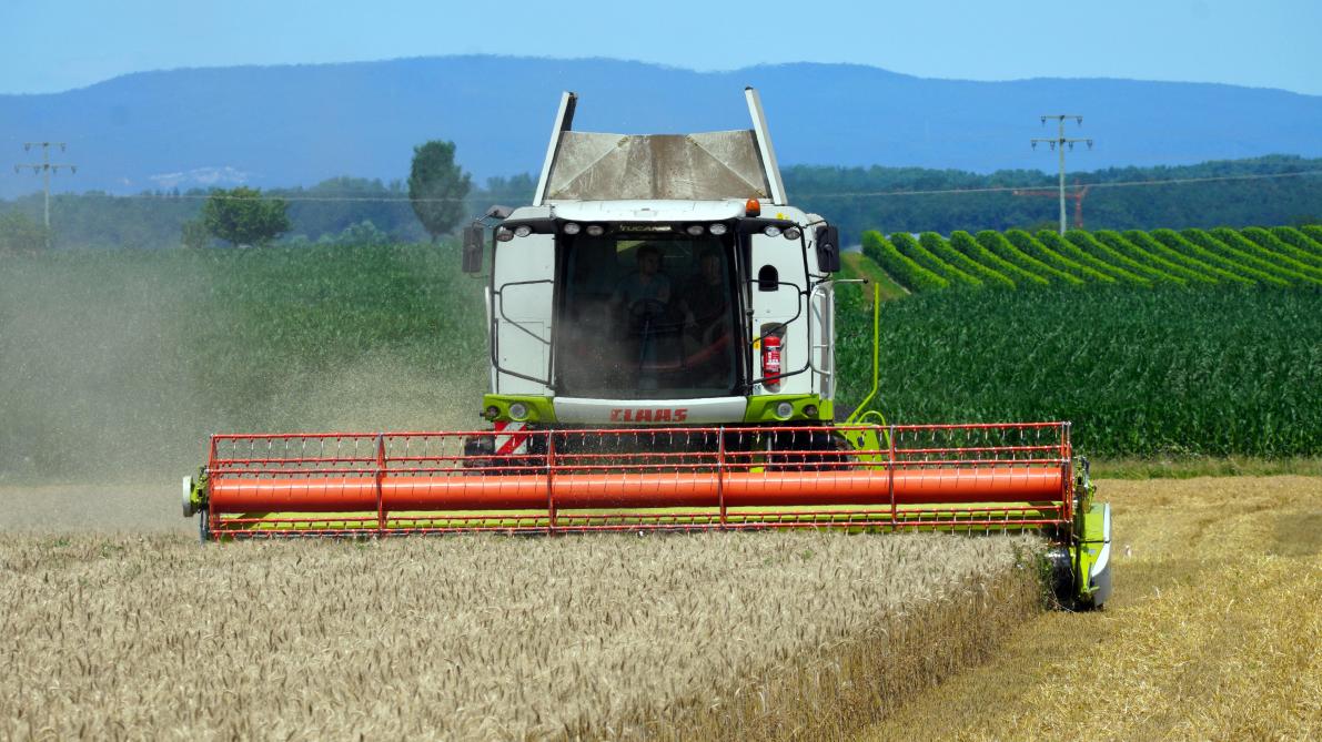 La Fao prévoit  une récolte de blé  de l’ordre de  776,7 millions  de tonnes en 2021.