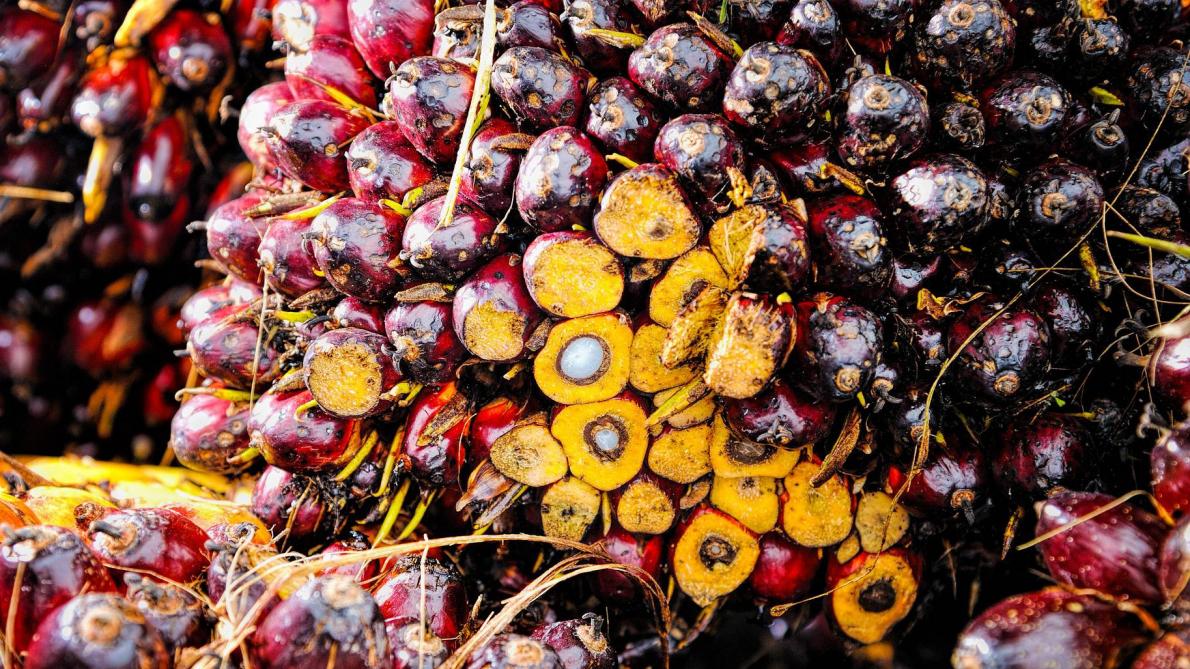 Les prix des huiles végétales ont bondi de près de 10%, en raison notamment de craintes quant à une possible limitation de la production d’huile de palme en Malaisie.