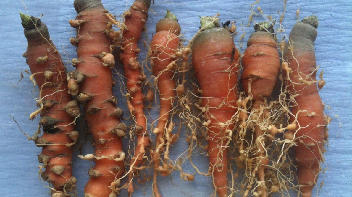 Les nématodes à galles (ici:  Meloidogynes chiwoodi  sur carottes) peuvent causer  des dommages économiques importants dans les cultures sensibles  qui succèdent à la betterave sucrière.