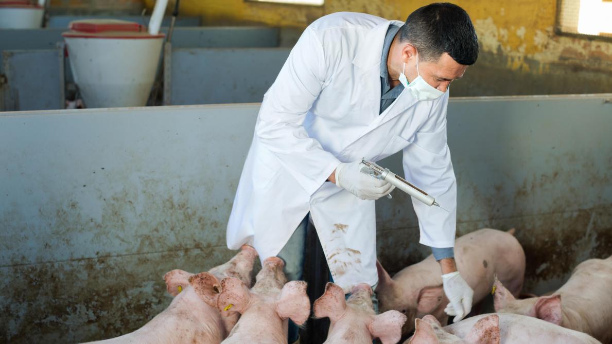 Rapporté à la quantité de production (viande ou lait), les plus gros consommateurs  d’antibiotiques dans l’UE sont Chypre, la Pologne, l’Italie et le Portugal.