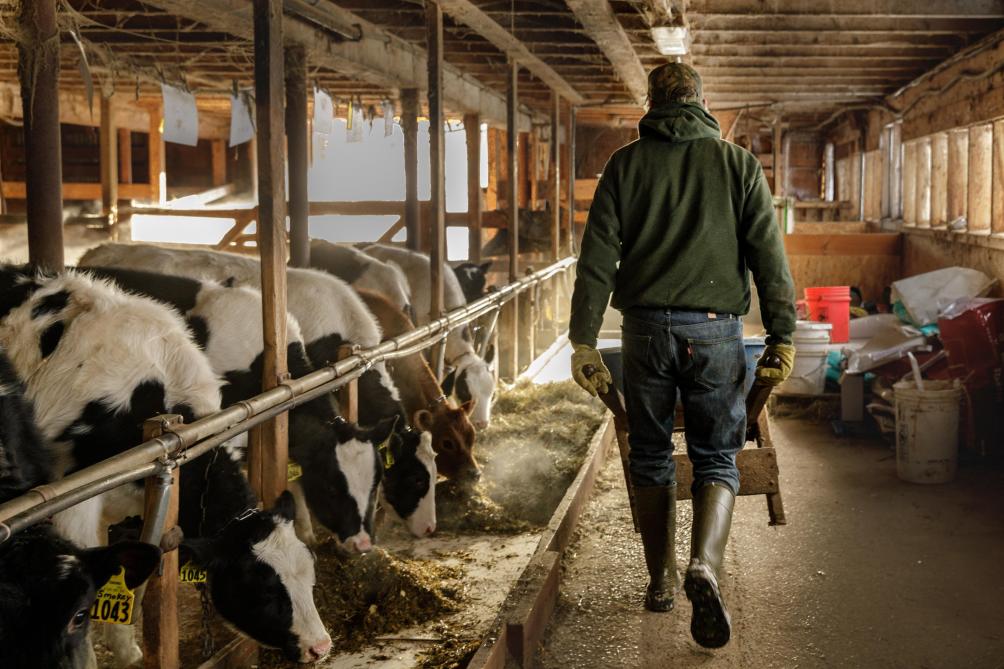 Salarié en élevage bovin: la relation avec l'éleveur laitier en tant qu'employeur
