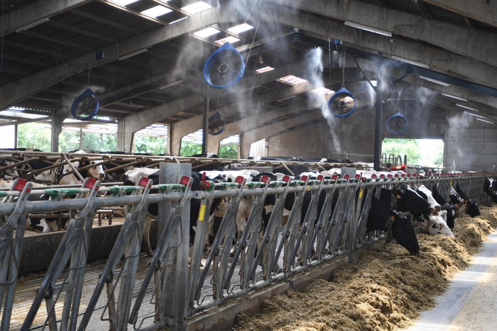 La brumisation accompagnée d’une ventilation mécanique permet de rafraîchir l’environnement de l’animal. Les zones brumisées  sont appréciées des vaches. A éviter lorsque l’on est sur des taux d’humidité élevés en bâtiment.