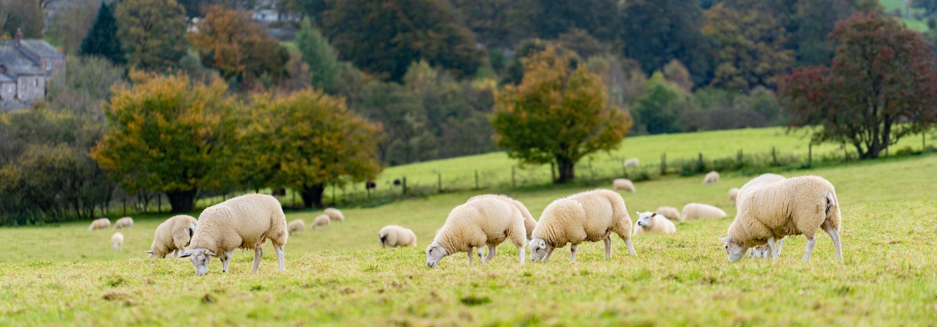 Fièvre catarrhale ovine: modification des conditions d’échanges vers les Pays-Bas