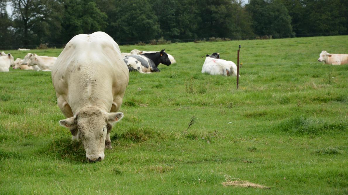 Vaches, prairies, méthane et CO2: le bilan...