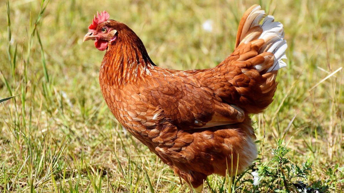 France: 41 élevages touchés par la grippe aviaire