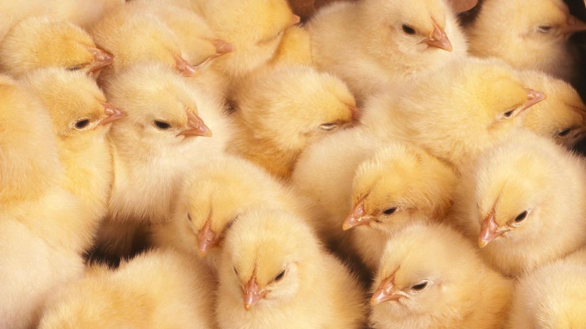 Pays-bas : 200.000 poussins abattus pour endiguer la grippe aviaire