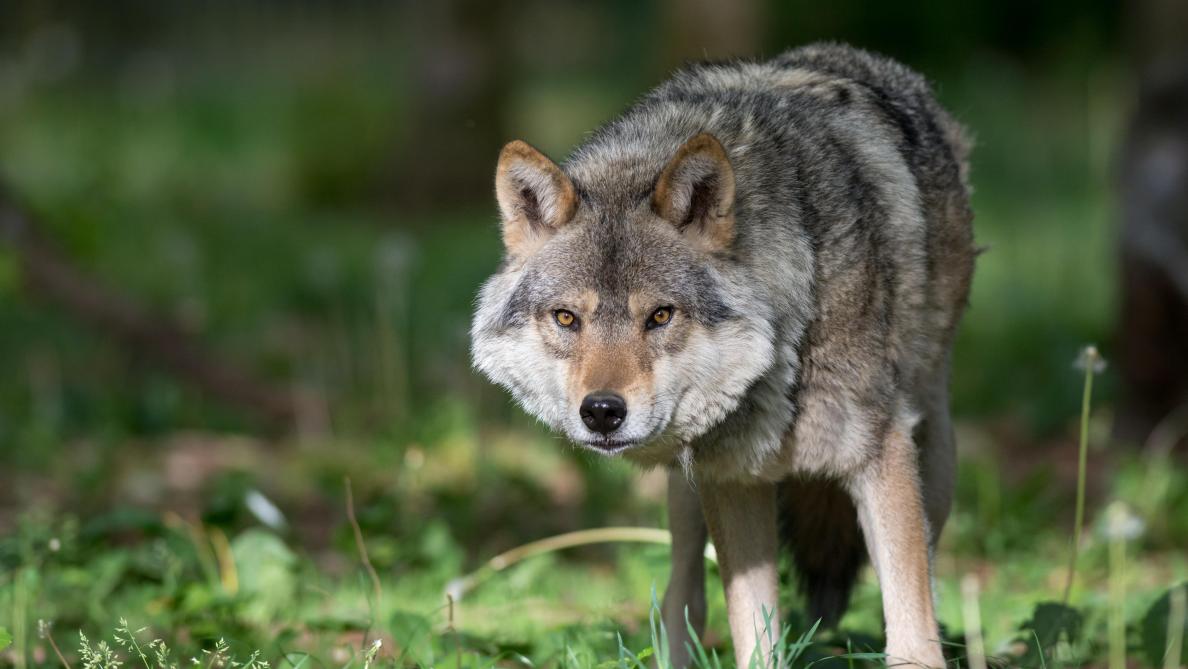 En France, un agriculteur appelle à tuer des loups
