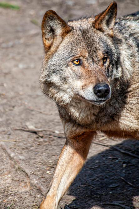 S’il n’est pas question de supprimer le statut de protection du loup, certains députés  souhaitent le faire reculer d’un cran afin d’en faire une espèce pour laquelle  on peut prendre des « mesures de gestion ».
