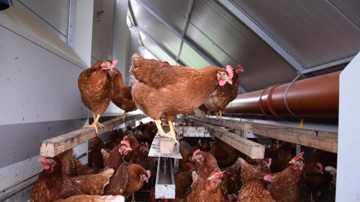 L’alimentation et la gestion du poulailler, deux facteurs déterminants pour éviter le picage et le cannibalisme chez les poules pondeuses bio