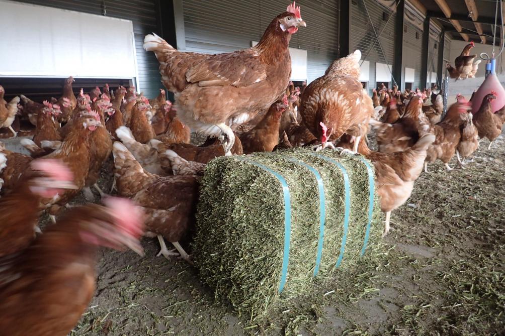 Il est important de retrouver des briques de fourrages grossiers et d’autres matériaux à picorer. Les poules doivent pouvoir s’occuper tout en s’alimentant de façon correcte.