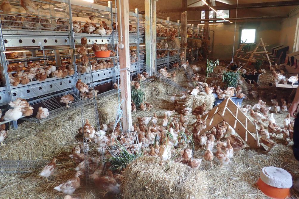 Un batiment pour poulettes qui correspond bien aux comportements des poussins. Elles peuvent s’occuper tout en cherchant de l’aliment et prendre des bains de poussière...