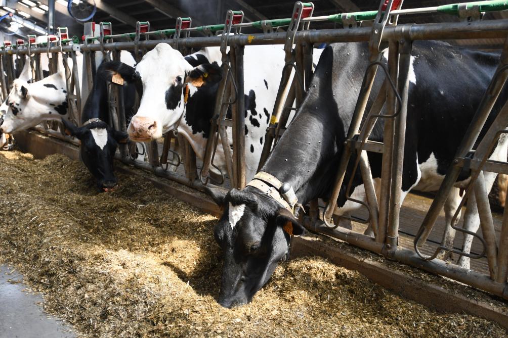 Collecte laitière: reprise compromise dans l’UE-27 ?