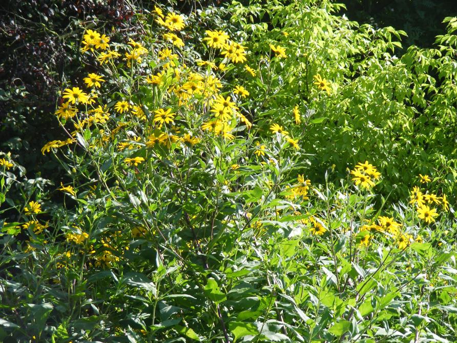 Les grandes fleurs jaunes du topinambour donnent une note décorative au potager de juillet à août.