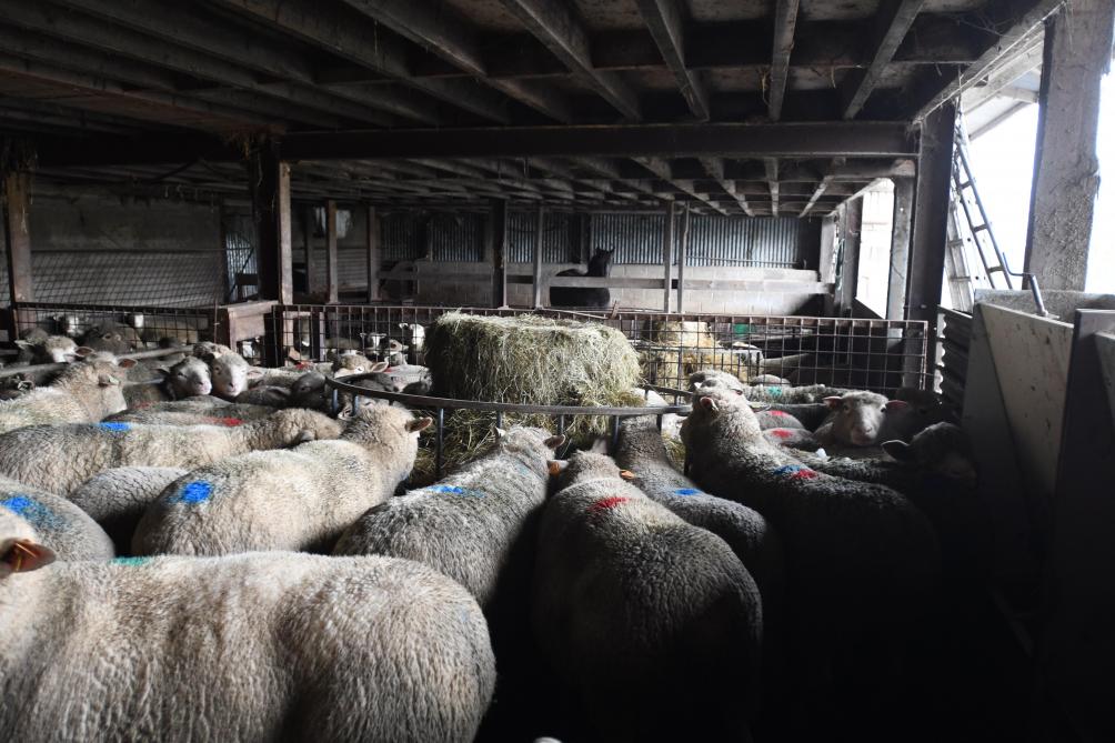 C’est une des règles d’or en élevage ovin : constituer des lots d’animaux avec des besoins alimentaires équivalents afin d’adapter la ration au mieux  et ne pas gaspiller d’aliment.
